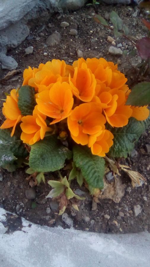 فندق Natia تأيلافي المظهر الخارجي الصورة