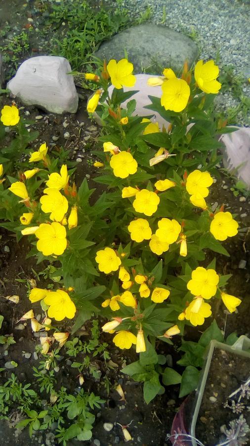 فندق Natia تأيلافي المظهر الخارجي الصورة